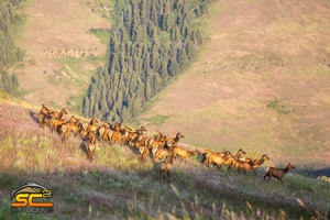 A Small Summer Herd 